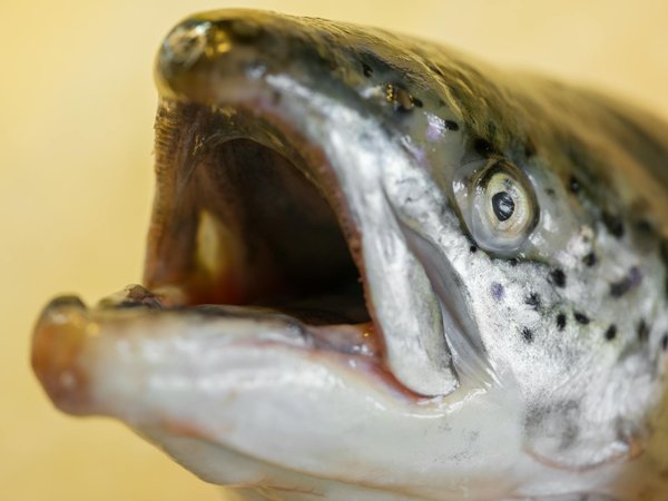 Rituel beauté : astuces essentielles pour un éclat quotidien naturel